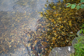 under the crystal clear water of the river lies a pebble shore with green grass