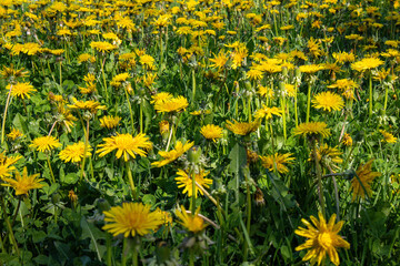 Sunflowers blossoming in the spring time season in Canada Toronto North America yellow bright...