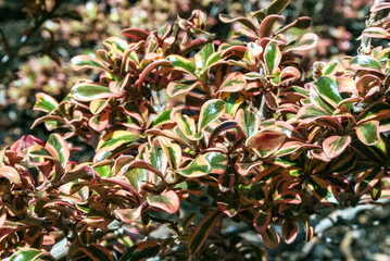 Coprosma repens - herbaceous ornamental plant in a flowerbed in Avalon on Catalina Island in the Pacific Ocean, California