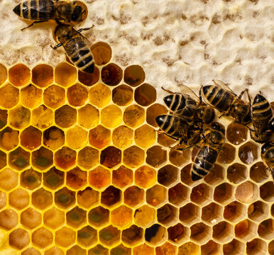 Bee larvae, cocoons and pollen in honeycombs close-up.