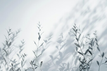 Obraz premium Abstract blurred shadow of a plant with long stems on a white background