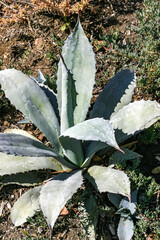Agave with succulent leaves on a flowerbed in the interior of a casino on Catalina Island in the Pacific Ocean, California