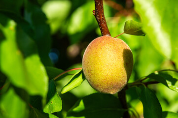 Natural Radiance: Close-up of a Developing Peach Bathed in Sunlight.