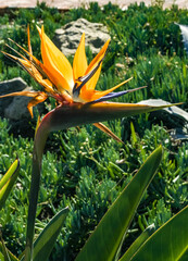 Bromeliad flower on a background of green vegetation at Avalon on Catalina Island in the Pacific Ocean, California