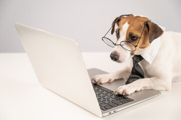 Cute Jack Russell Terrier dog wearing glasses and a tie typing on a laptop on a white background. 