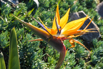 Bromeliad flower on a background of green vegetation at Avalon on Catalina Island in the Pacific Ocean, California