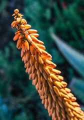 Aloe inflorescence with yellow tubular flowers in a flowerbed at Avalon on Catalina Island in the Pacific Ocean, California