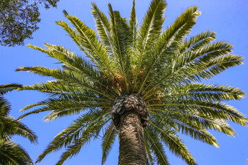 Phoenix canariensis - large date palm on Catalina Island in the Pacific Ocean, California - obrazy, fototapety, plakaty