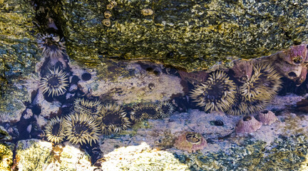 Anthopleura elegantissima -between stones at low tide on Catalina Island in the Pacific Ocean