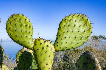 Flat, spiny stem of Opuntia spiny cactus on a mountain on Catalina Island in the Pacific Ocean, California