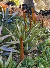 Flowering plants, Succulents Aloe in a flower bed on Catalina Island in the Pacific Ocean, California
