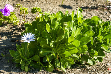 Osteospermum ecklonis - herbaceous ornamental flowering plant in a flower bed at Avalon on Catalina Island in the Pacific Ocean, California