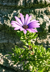 Osteospermum ecklonis - herbaceous ornamental flowering plant in a flower bed at Avalon on Catalina Island in the Pacific Ocean, California