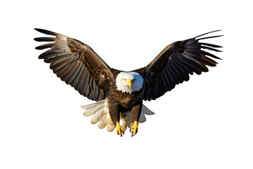 Obraz premium Bald Eagle in Flight on Transparent Background