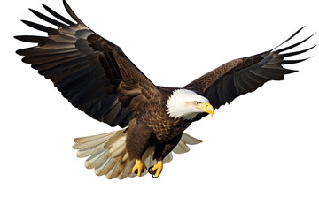 Fototapeta premium Bald Eagle in Flight on Transparent Background