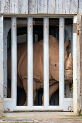 Rinoceronte encerrado