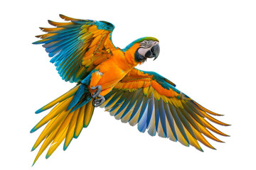 Fototapeta premium Vibrant Blue and Yellow Macaw in Flight