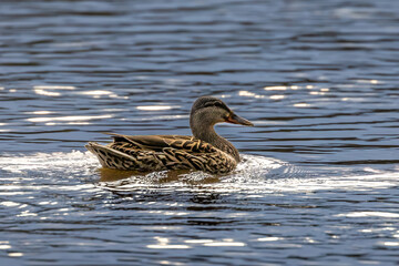 Mallard Hen on the Mississippi River during spring flooding with sunlight glistening on rich blue waters near Fridley Minnesota at Riverview Heights Park outside of Minneapolis