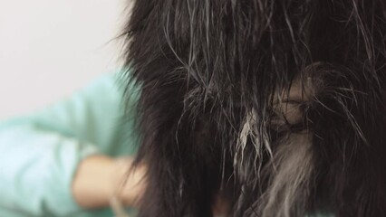 Woman professional skilled groomer master using electric pet hair dryer for wet dog combing after washing taking bath showering in grooming beauty salon or vet clinic service. 