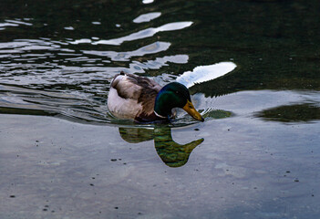 Eibsee die Karibik Bayerns direkt an der Zugspitze