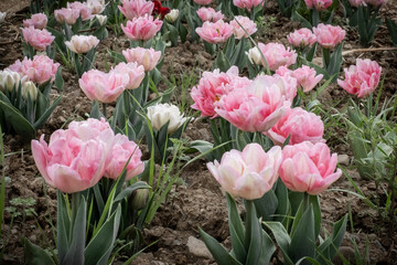 Fototapeta premium Poppy flowers in a row on a farmyard 