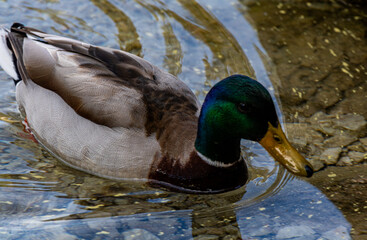 Eibsee die Karibik Bayerns direkt an der Zugspitze