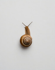 snail on a surface