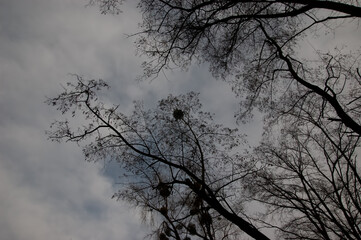 gloomy background: bare tree branches against a cloudy gray sky