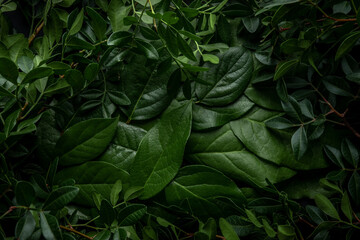 Creative layout made of green leaves. Flat lay. Nature concept.