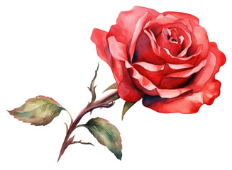 PNG Flower plant rose inflorescence.