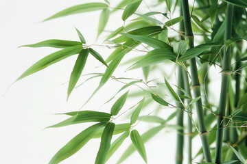 Detailed view of a bamboo plant showcasing vibrant green leaves against a white background