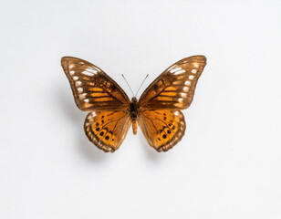 Obraz premium butterfly on a white background
