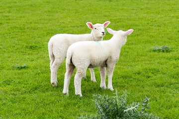 Obraz premium Sheep with young sheep on the pasture in Northern Germany