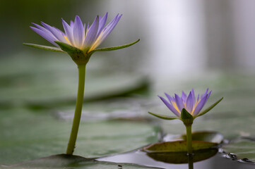 Nymphaea caerulea savigny water lily plant in bloom, beautiful flowering lotus flowers in garden...