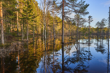 reflection of trees in the water