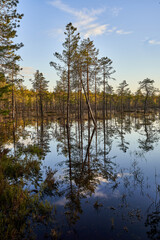 reflection of trees in water