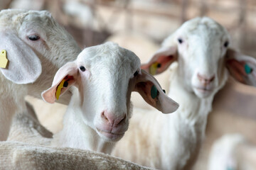 sheep farm for milk and cheese production