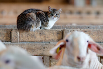 cat in sheep farm for milk and cheese production © GDM photo and video
