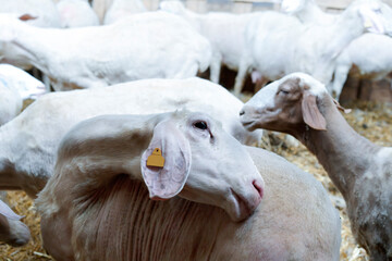 Fototapeta premium sheep farm for milk and cheese production