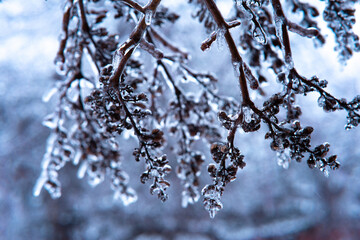 winter. tree branches are covered with a thick crust of ice. difficult weather conditions.