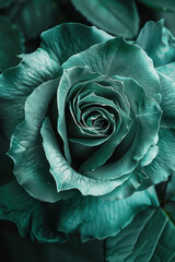 Detailed view of a green rose with vibrant leaves in focus