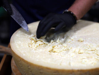 profesional del queso cortando en trozos un queso parmesano con cuchillo y guantes 
