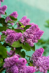 Obraz premium branches of blooming lilac