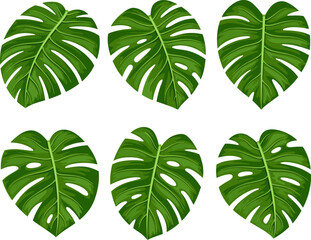 Collection of tropical monstera leaves. Vector illustration on a white background.
