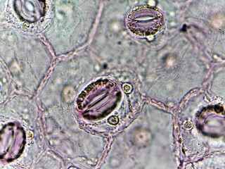microscopic photo of stomata on the leaf 