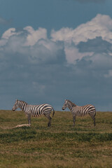 Two zebras stride under dramatic skies in Kenyan savannah
