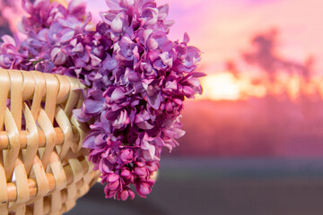 Branch of bright lilac in a basket at sunset