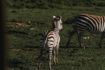 Young zebra portrait with vivid stripes, Masai Mara