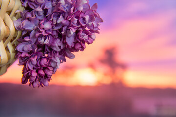 Branch of bright lilac in a basket at sunset