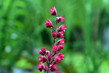 Junge Blüten eines Purpurglöckchens